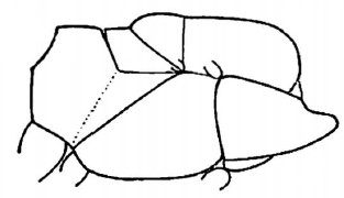 mesosoma, lateral view