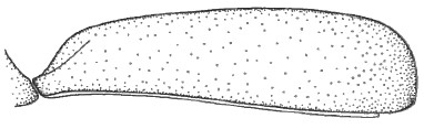 ♂ carapace in lateral view