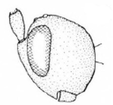 head in lateral view