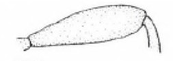 hind femur