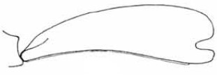 male carapace in lateral view