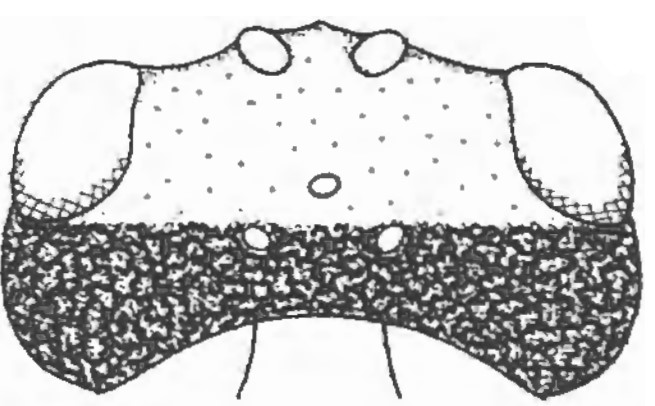 head in dorsal view