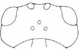 head in dorsal view