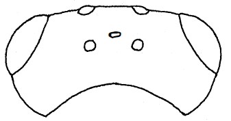 head, dorsal view