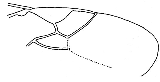part of fore wing