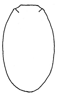 metasoma (carapace), dorsal view