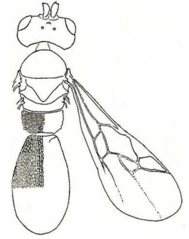 body (general dorsal aspect)
