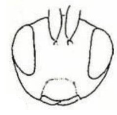 head (frontal aspect)