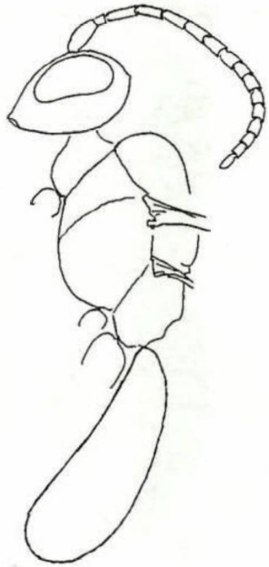 body (lateral aspect)