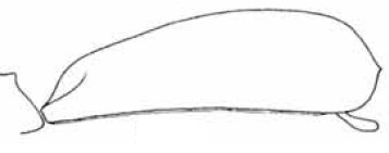 carapace of female lectotype in lateral view