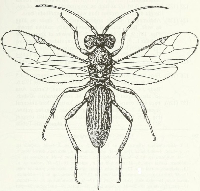 general appearance