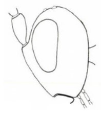 head in lateral view