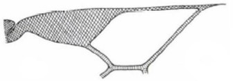 distal part of right fore wing