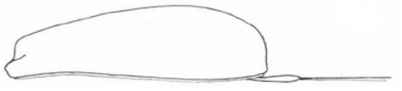 carapace (♀) in lateral view