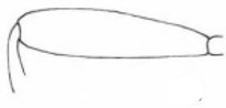 hind femur