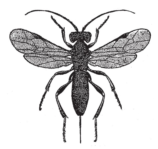 ♀ habitus