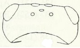 head, dorsal view