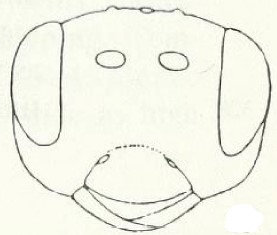 head, frontal view