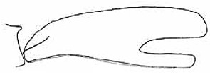 male carapace in lateral view