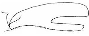 male carapace in lateral view