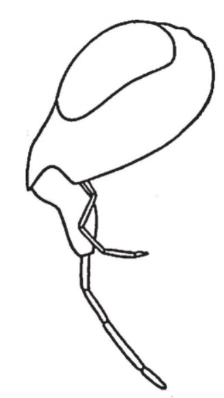 ♀ head, lateral view