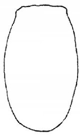 ♂ metasoma, dorsal view