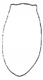 ♂ metasoma, dorsal view (variety)
