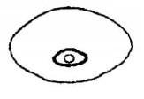♂ metasoma, posterior view