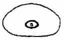 ♂ metasoma, posterior view