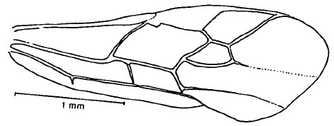 fore wing
