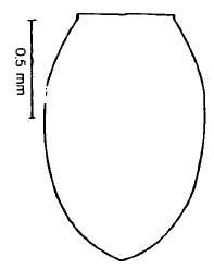 metasoma, dorsal view