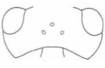 head in dorsal view