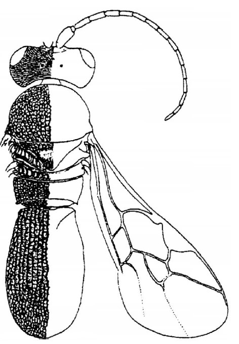 ♀ body, dorsal view