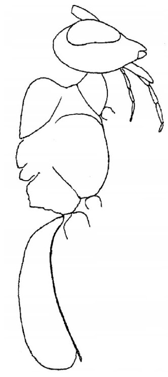 ♀ body (general lateral aspect)