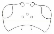 head in dorsal view