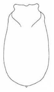 ♀ metasoma in dorsal view