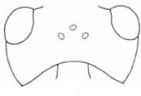 head in dorsal view