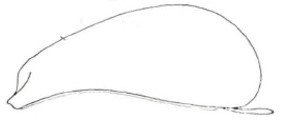 ♀ carapace in lateral view
