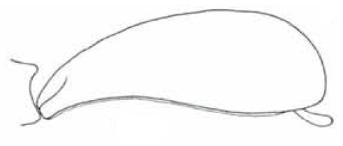 carapace in lateral view