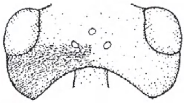 ♀ head in dorsal view with indication of its sculpture