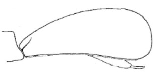 ♀ carapace in lateral view