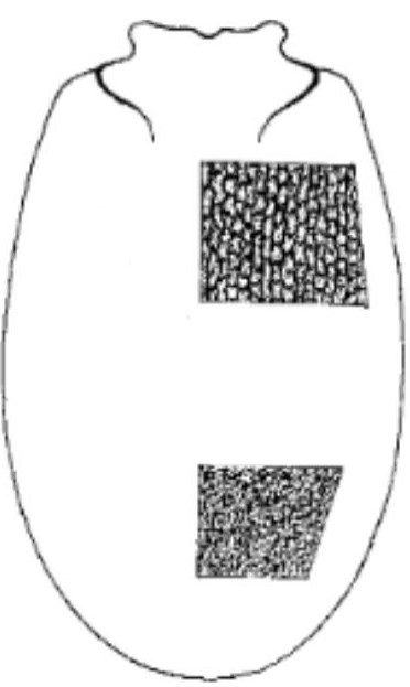 ♀ carapace in dorsal view with indication of its sculpture