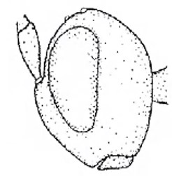 ♀ head in lateral view