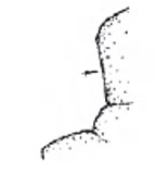♀ pro- and mesonotum in lateral view