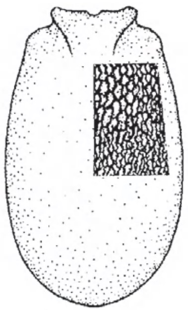 ♀ carapace in dorsal view with indication of its sculpture