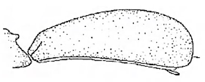 ♀ carapace in lateral view
