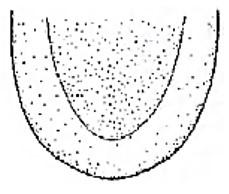 ♀ posterior end of carapace in ventral view