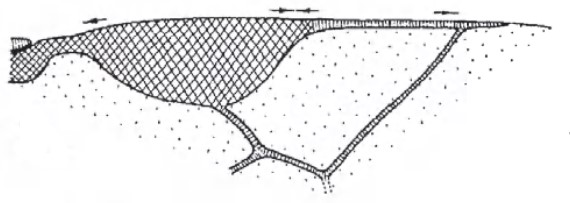 ♀ distal part of right fore wing