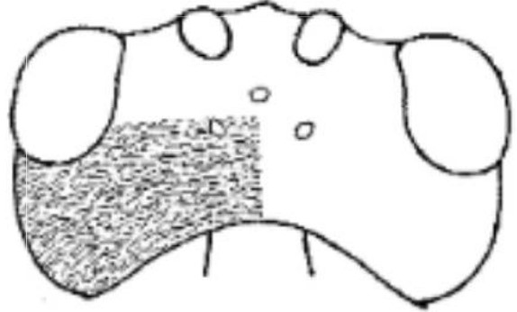 ♀ head in dorsal view