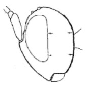 ♀ head in lateral view